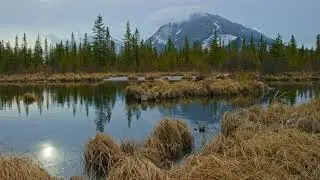Marsh Sounds - Frogs, Crickets, and Forest Nature Sounds | 7 Hours - Banff Canada