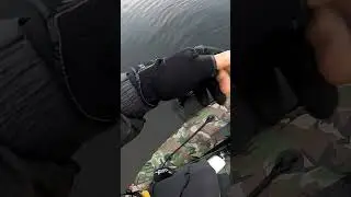 поклёвка щуки на воблер , pike bite on a wobbler 