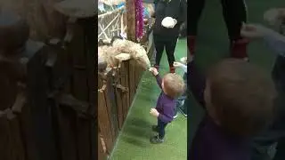 Трогательный зоопарк Ростов-на-Дону