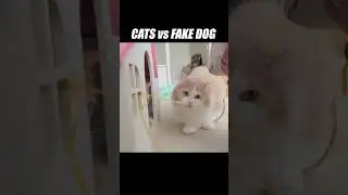 Can cats and dogs ever be friends? #kittisaurus #cats #vs #dogs