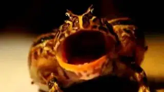 Гипножаба / Hypnofrog