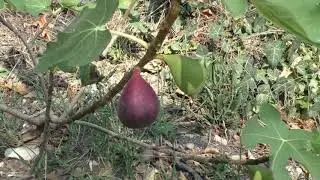 Инжир Масуи Дофин основной урожай