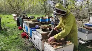 Смотрю как пчёлы развились как осваивают вощину! #пчёлы #пчеловодство