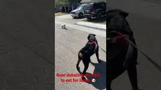 German Rottweiler meets his match 😂🐶