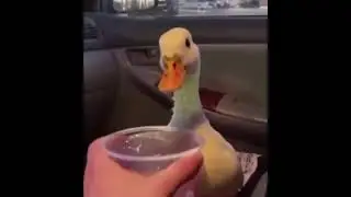 Half Life Duck