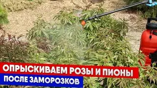 Опрыскиваем розы после заморозков