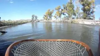 Big Browns On The Big Horn