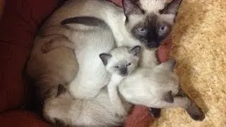 Kittens - GoPro Hero 3 (test)