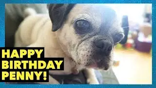 Happy Birthday Penny! My pug turns 11