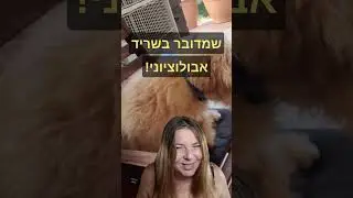 אילוף כלבים - למה כלבים מסתובבים במקום? 
