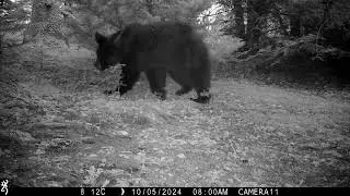 Eurasian brown bear with unusual hump on lower back.