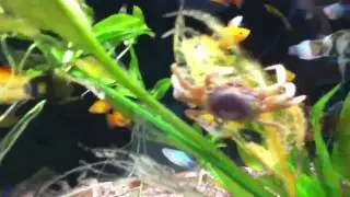 MiniVlog 6/24/2011 - Fish
