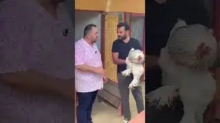 Ali Şan ve Dev Brahma!