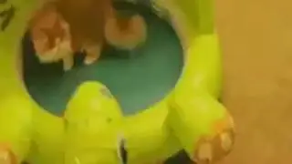 Funny cats Аnimals fanny Животные, юмор
