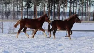 Nevan Tikkari ja Nevan Hovinarri (Läsi ja sukat) 25.1.2024 video 4