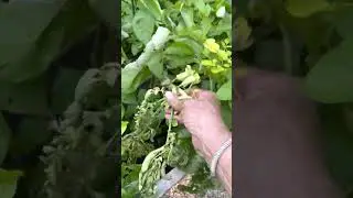 Grocery store potatoes grew in the garden!