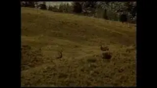 How To: Call Mule Deer featuring 