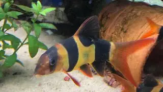 Clown loaches going crazy for frozen scallops 