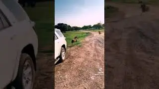 Funny Animal video