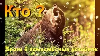 Медведь самый грозный хищник планеты ?