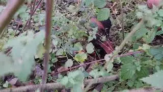 Matinée de chasse avec une forme de buse de Harris et un tiercelet de faucon pèlerin
