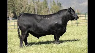 Lot 2 - Montana Loadmaster 3007
