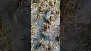 BIAWAK/NYAMBIK
