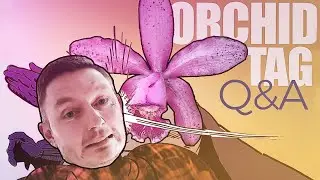 Orchid Tag - Questions & Answers (2019/2020)