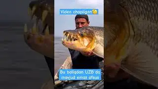 Baliq ovi yirtqich baliq 