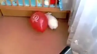 Шарик лопнул   кролик испугался