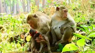 Wild Wonders: How Monkeys from the Amazon to Africa Showcase Nature's Intricate Beauty and Charm
