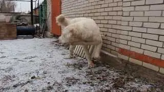 Рязань Якши Сарман / Ryazan Yakshi Sarman