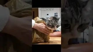 комару упаковали в бобик 