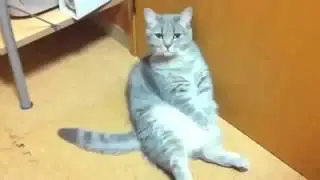 Ну очень смешные кошки!