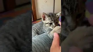 cat: mugi and kokko