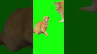 2 Angry Cats From TikTok Green Screen