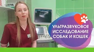 Ультразвуковое исследование в ветеринарной медицине