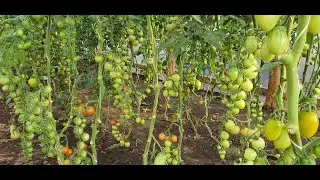 19 июля 2020 г. Новая теплица нравится, и небольшой обзор огородных культур.