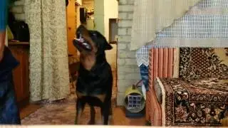 Ротвейлер Мавр. Собираемся гулять)