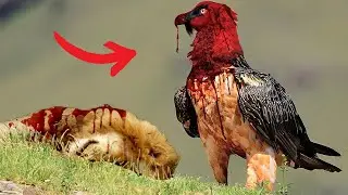 9 Deadliest Birds on the Planet