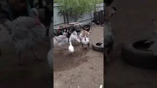 Индюшиное братство