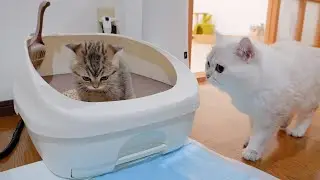 I admire a father cat who comes over as soon as his kitten meows.