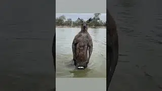 Roo vs Dog vs Human - Ozzy Man Quickies