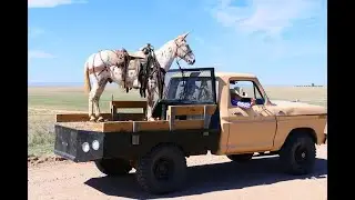 Leopard Appaloosa Mule For Sale