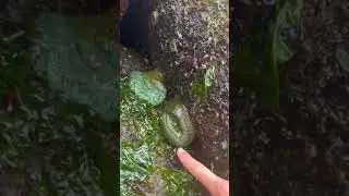 Green sea anemone