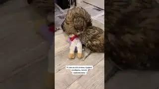Owls - A Funny And Cute Owls - owl videos 2021 #shorts