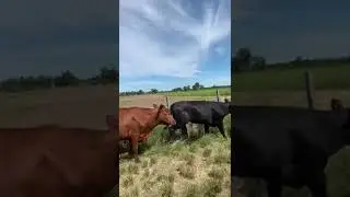 NOVILHAS ANGUS