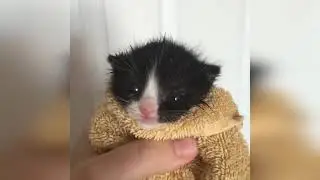 Самые милые котята и что я о них думаю...