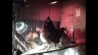 rooster sings on command lol