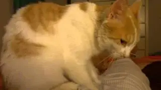 Shiva kneading my belly :)